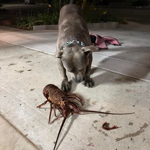 Meet your Posher, Annie